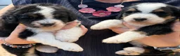 Bernedoodle dogs for sale: Bernadoodle pups homebred  - Advert 3