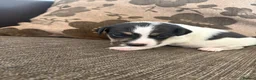 Jack Russell dogs for sale: Lovely Jack Russel puppies  - Advert 13