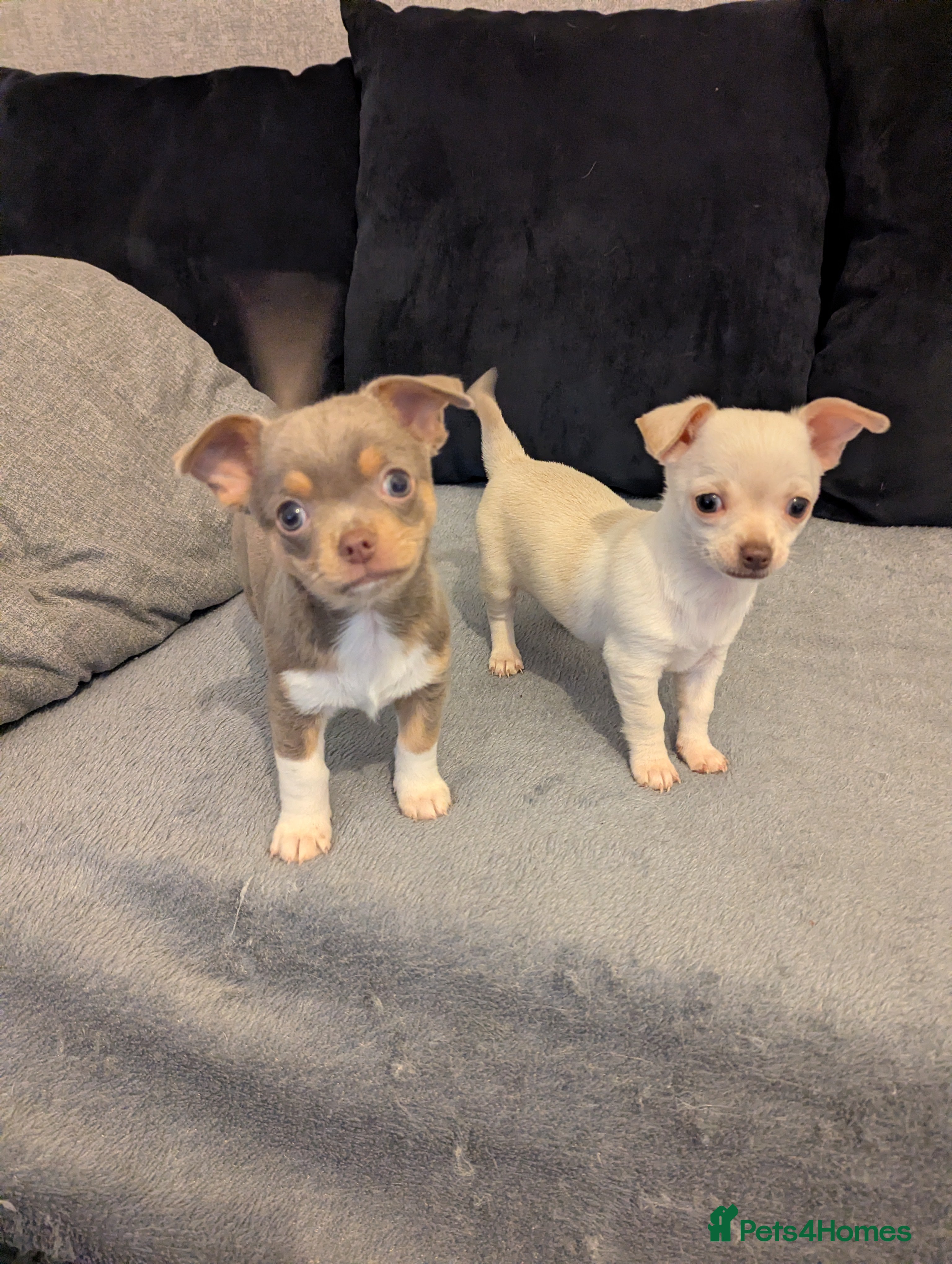 Chihuahua dogs Reduced 2 KC smooth coat boys - Advert 6