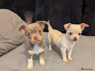 Chihuahua dogs Reduced 2 KC smooth coat boys - Advert 5