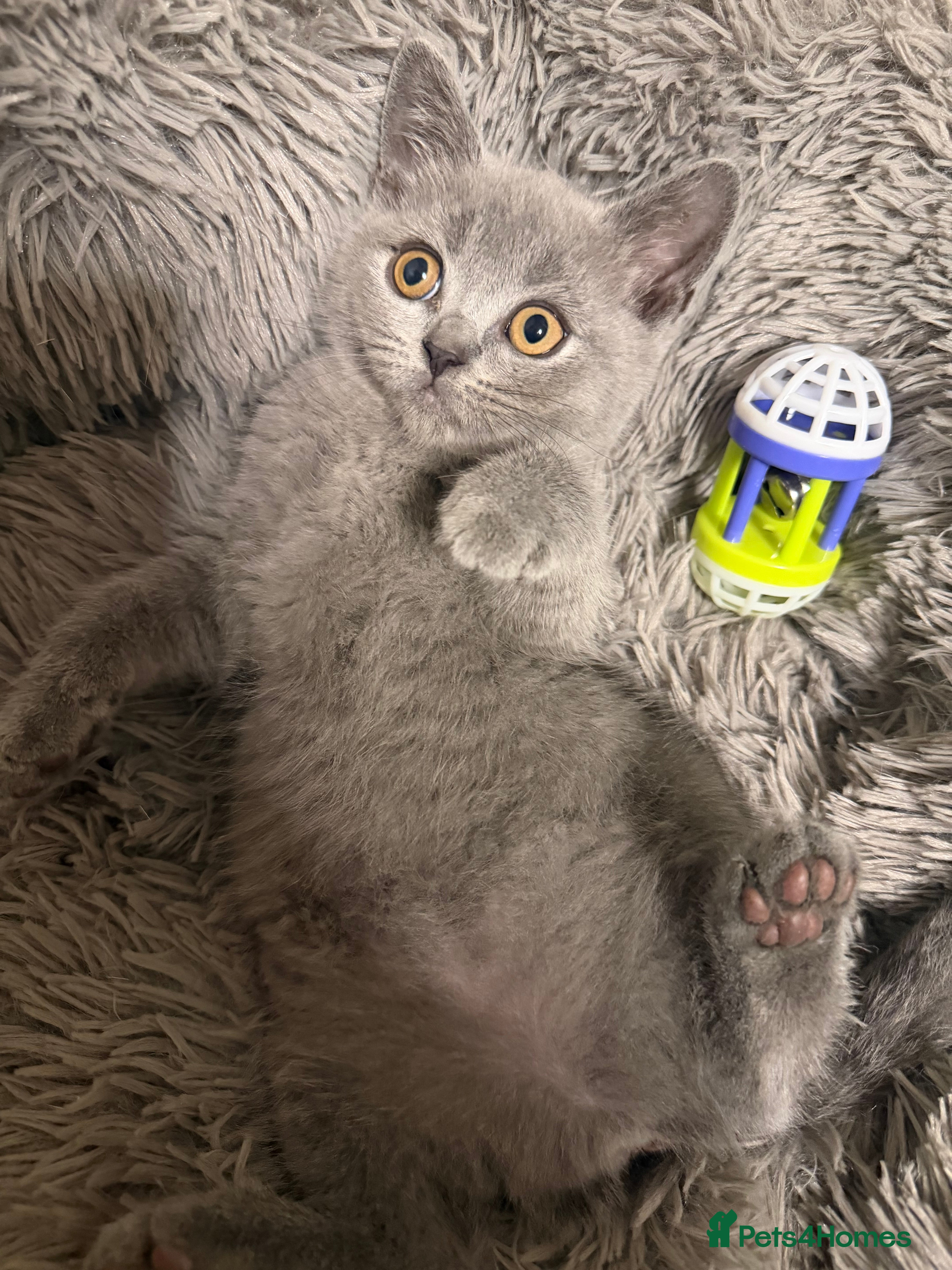 British Shorthair cats Beautiful British Shorthair Kittens  - Advert 2