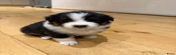 Australian Shepherd dogs for sale: Australian Shepherd Puppies - Advert 19