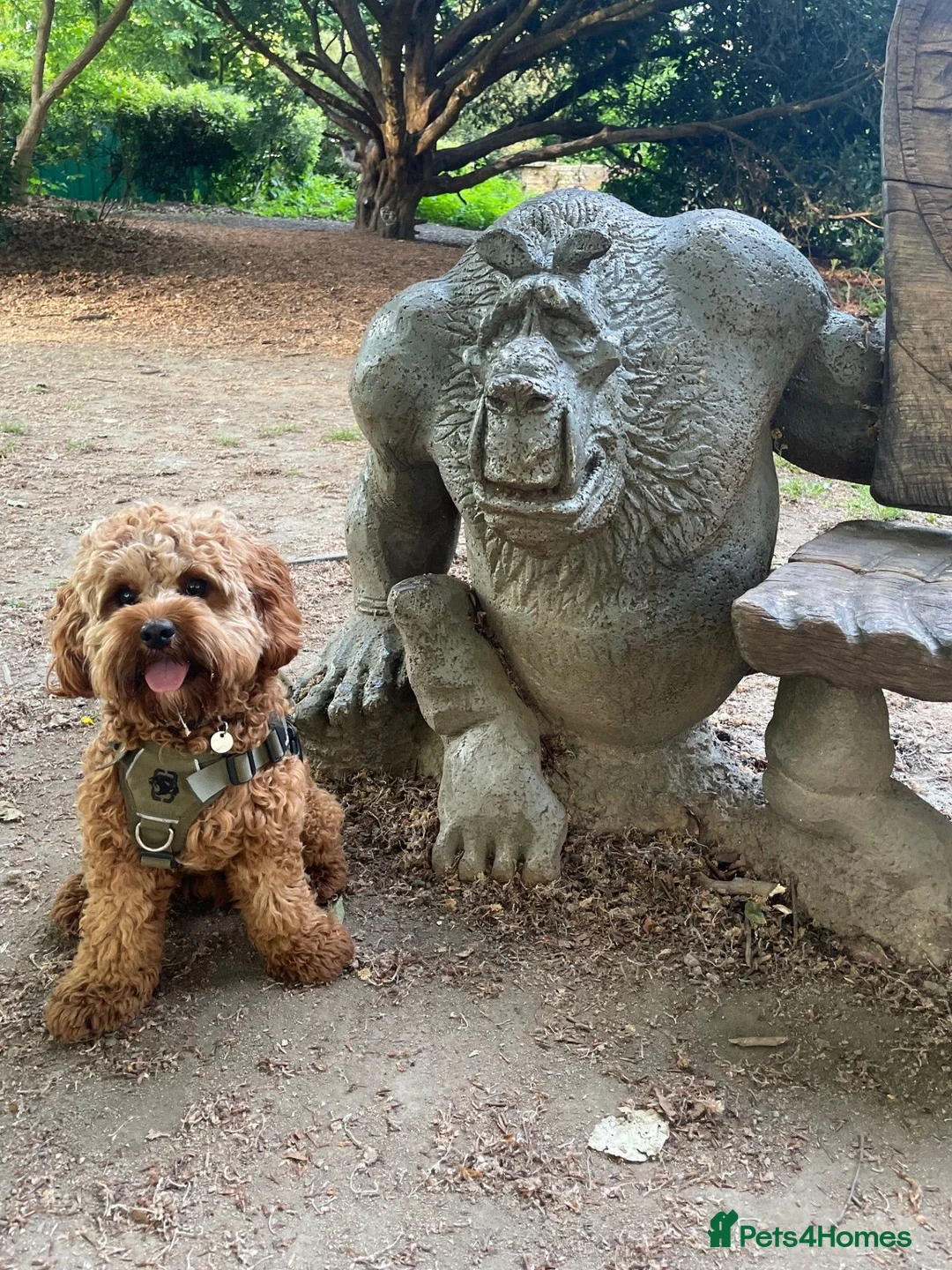 Cavapoo dogs for stud: Rio – Proven F1 Cavapoo Stud | DNA Health Tested - Advert 2