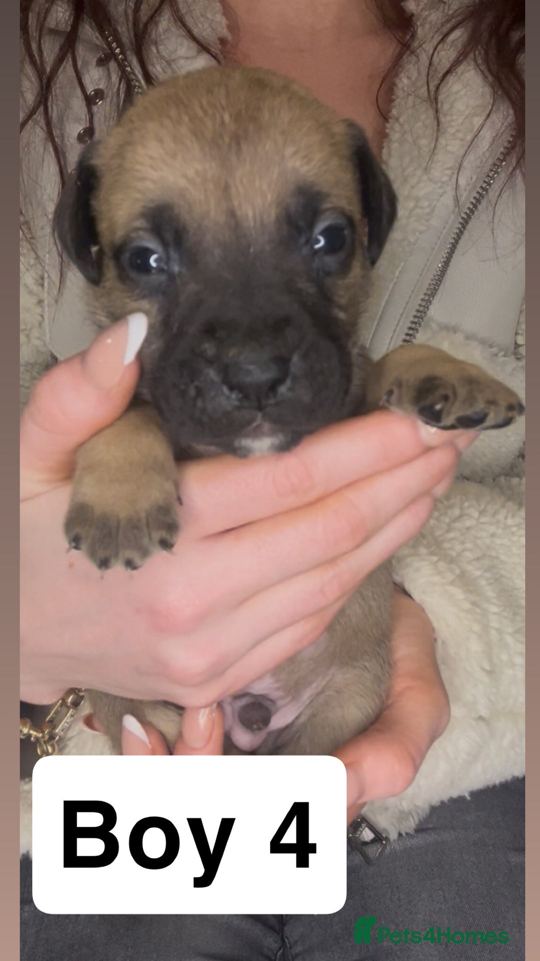 Mixed Breed dogs for sale: Mastiff puppies - Image 4