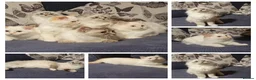 Ragdoll cats for sale: Degruchi Cattery has show quality kittens for sale in Petersfield - Advert 6