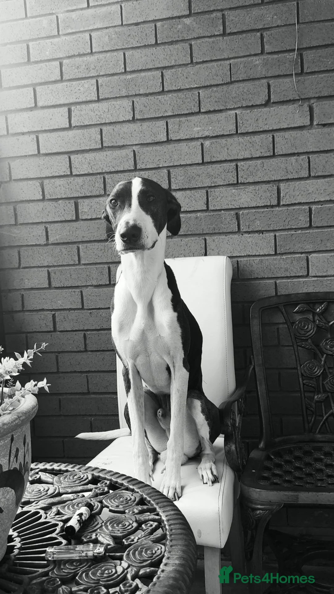 Mixed Breed dogs for sale: Lurcher/staff - Advert 2