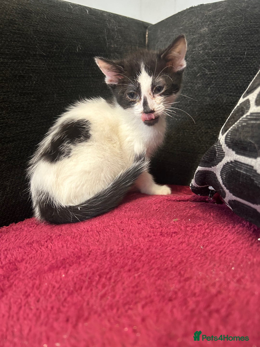 Mixed Breed cats for sale:  8 weeks old not 6 Black and white kittens  - Advert 6