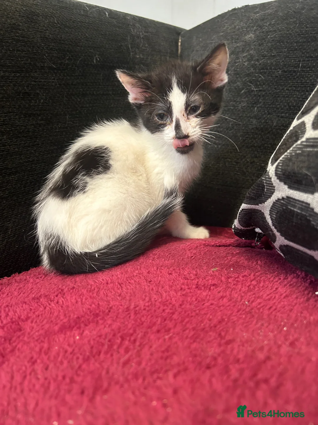 Mixed Breed cats for sale:  8 weeks old not 6 Black and white kittens  - Advert 6