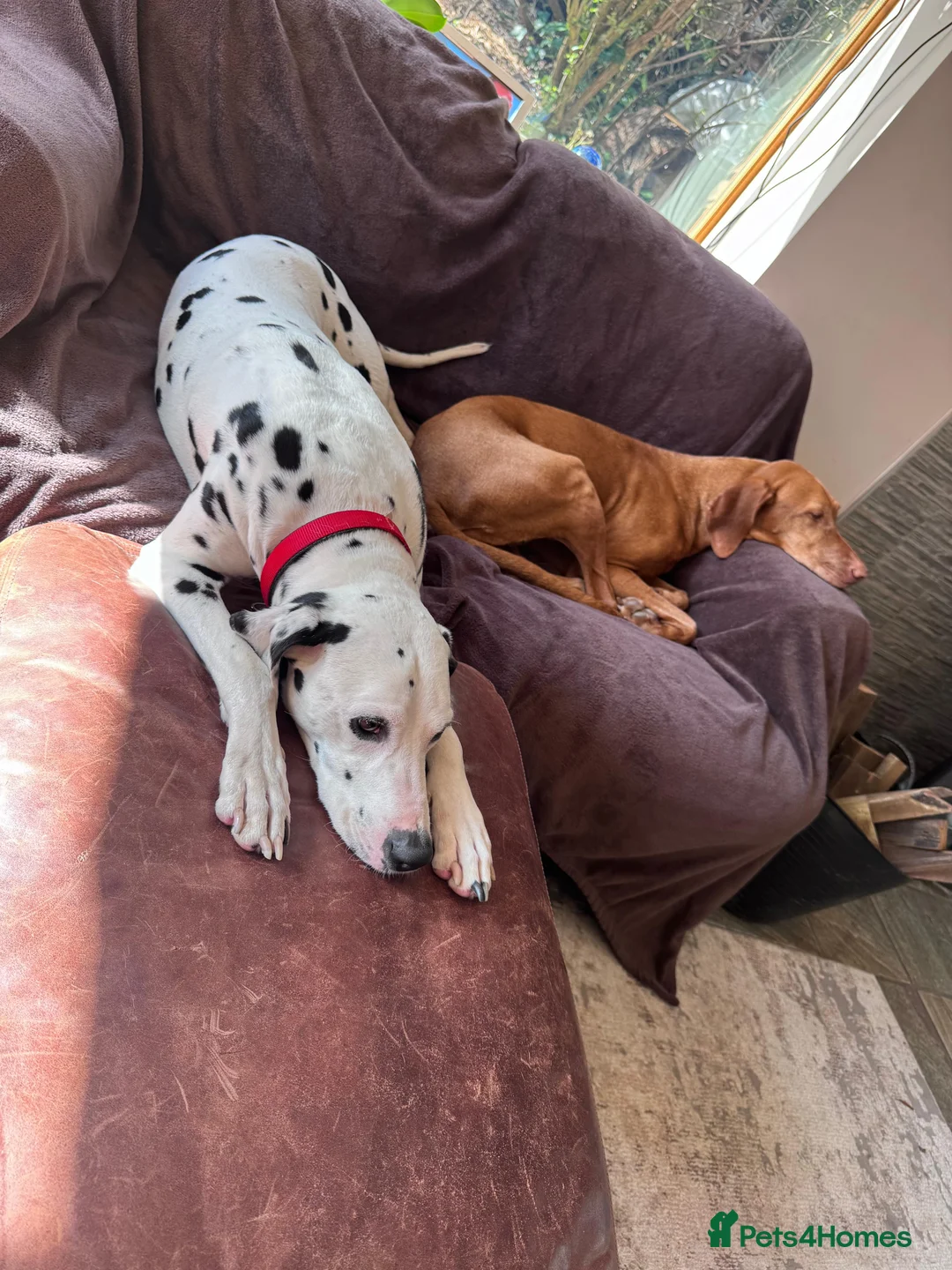 Dalmatian dogs for sale: Dalmatian- female in Sutton Coldfield - Advert 2