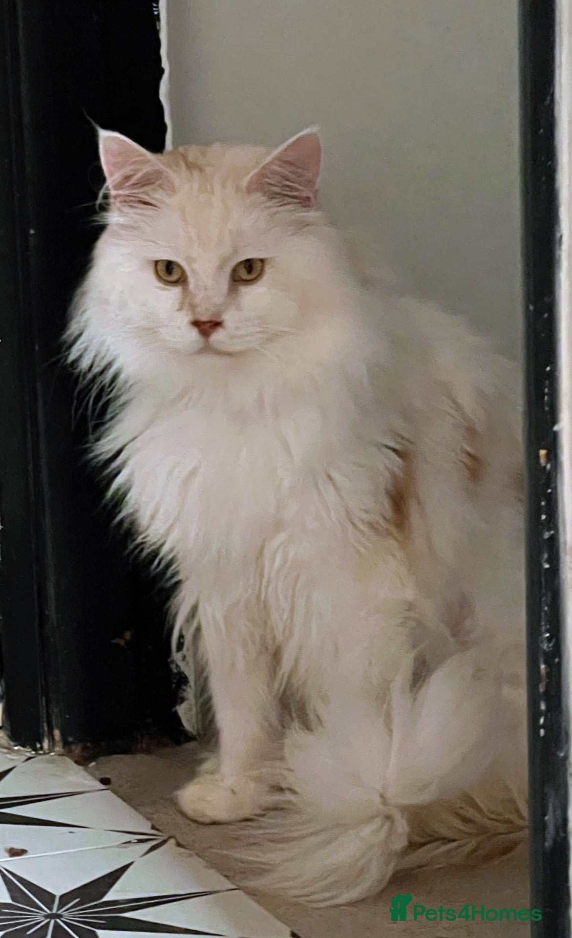 Maine Coon cats Mahoosive Maine Coon - Advert 2