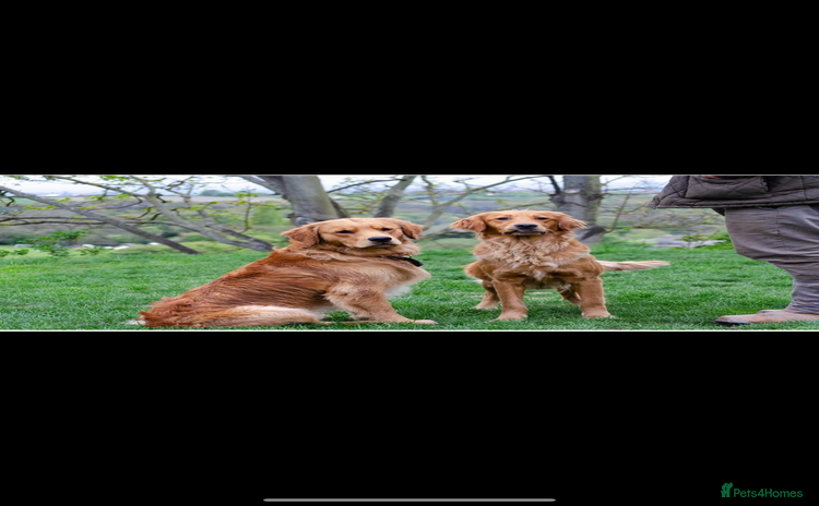 Golden Retriever dogs - Advert 11