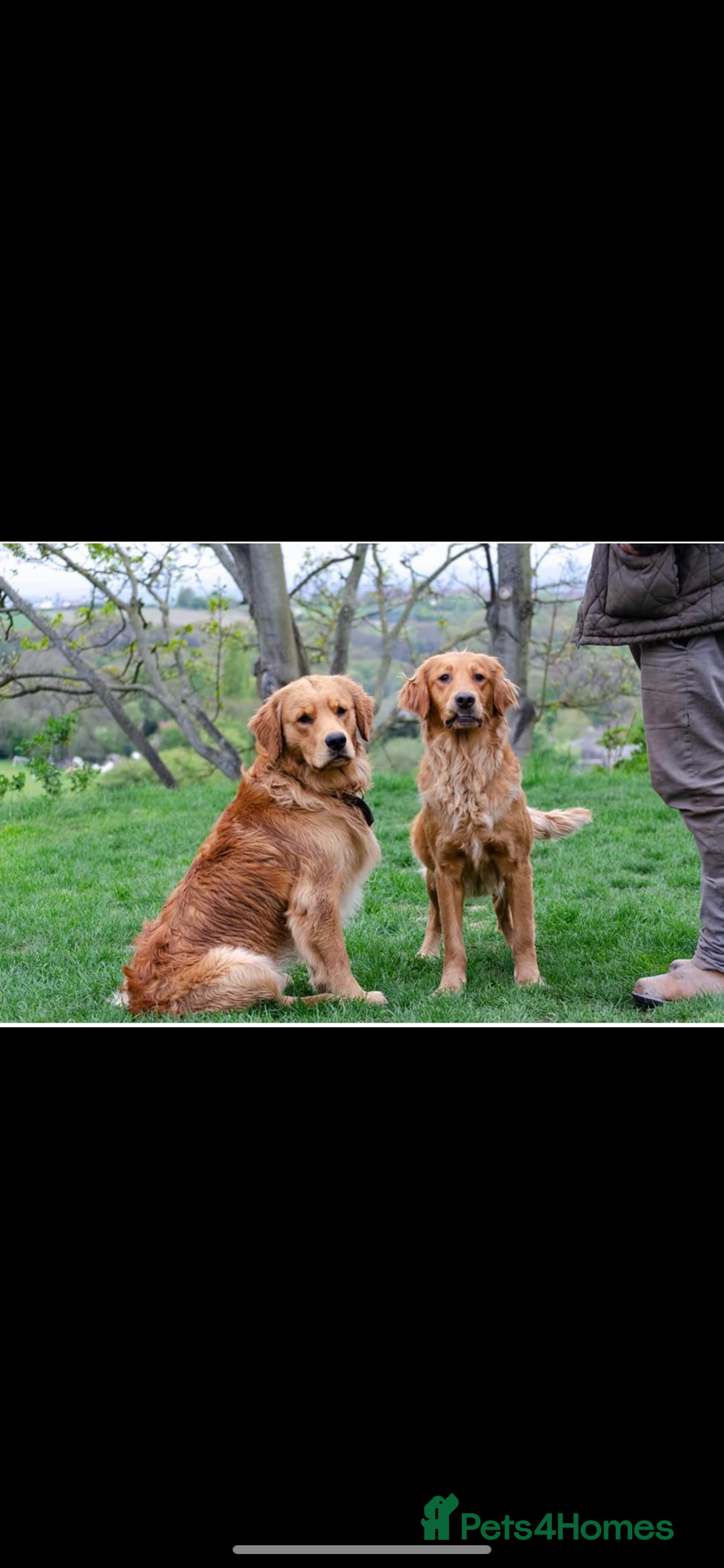 Golden Retriever dogs for sale: Beautiful Health Tested Puppies  - Image 1