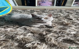 British Shorthair cats for sale: 2 year spayed British shorthair girl.  - Image 7