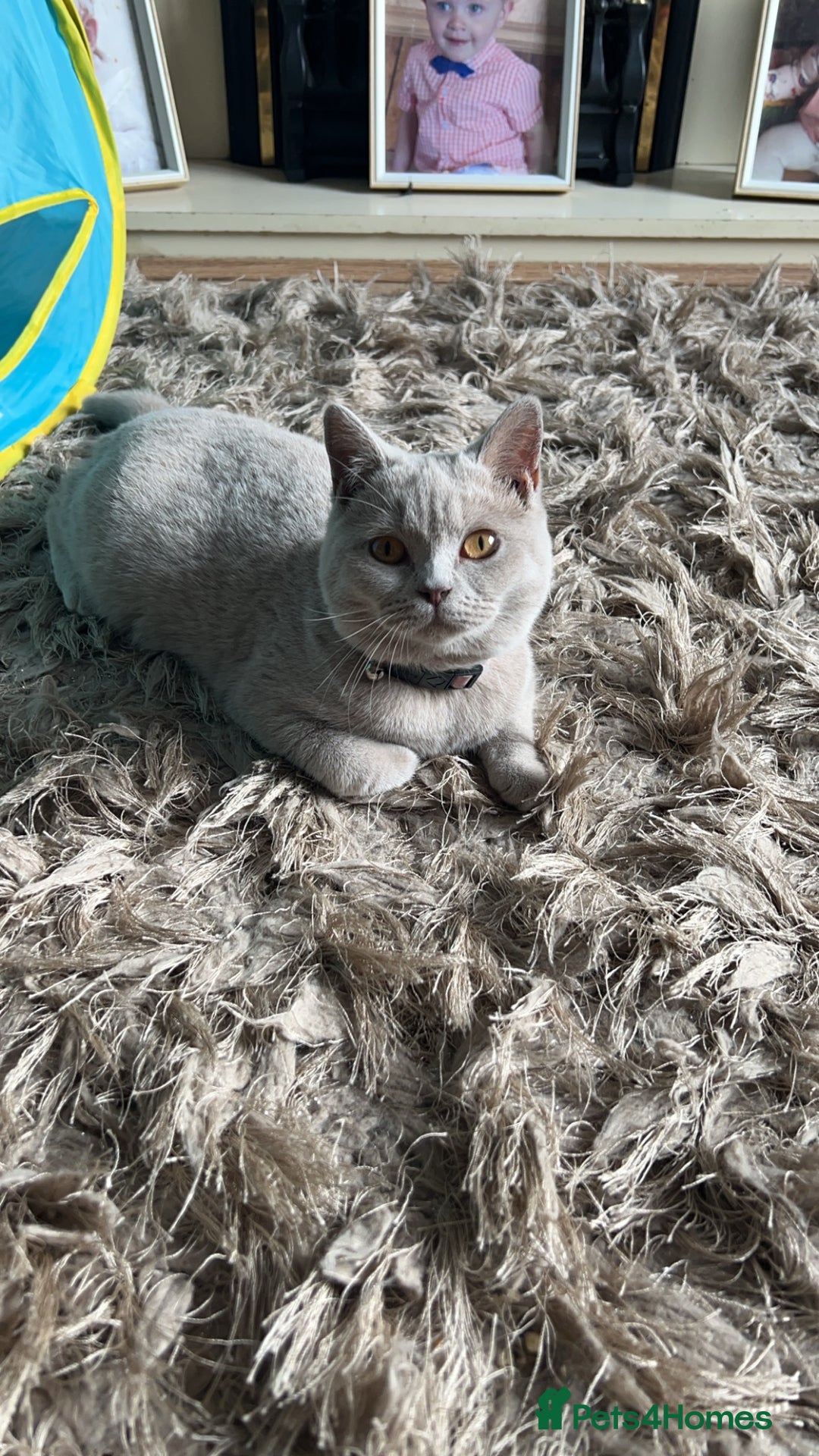 British Shorthair cats for sale: 2 year spayed British shorthair girl.  - Image 7