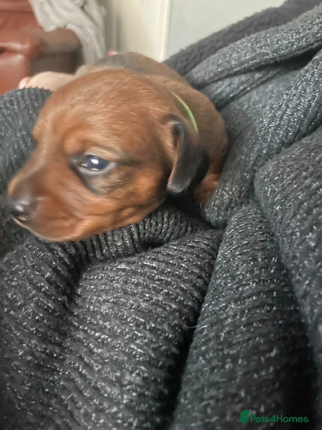Mixed Breed dogs for sale: 4 male dachshund - dachshund- jacawawa - Advert 22