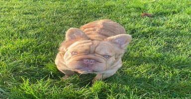 French Bulldog dogs in Liverpool - Advert 12