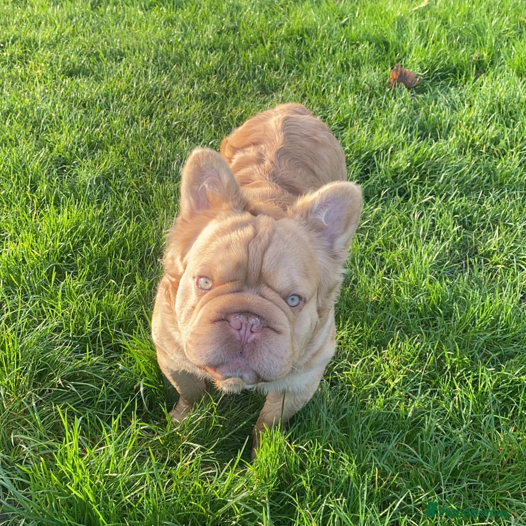 French Bulldog dogs for stud: FLUFFY ROPE BLAZE  in Liverpool - Advert 2