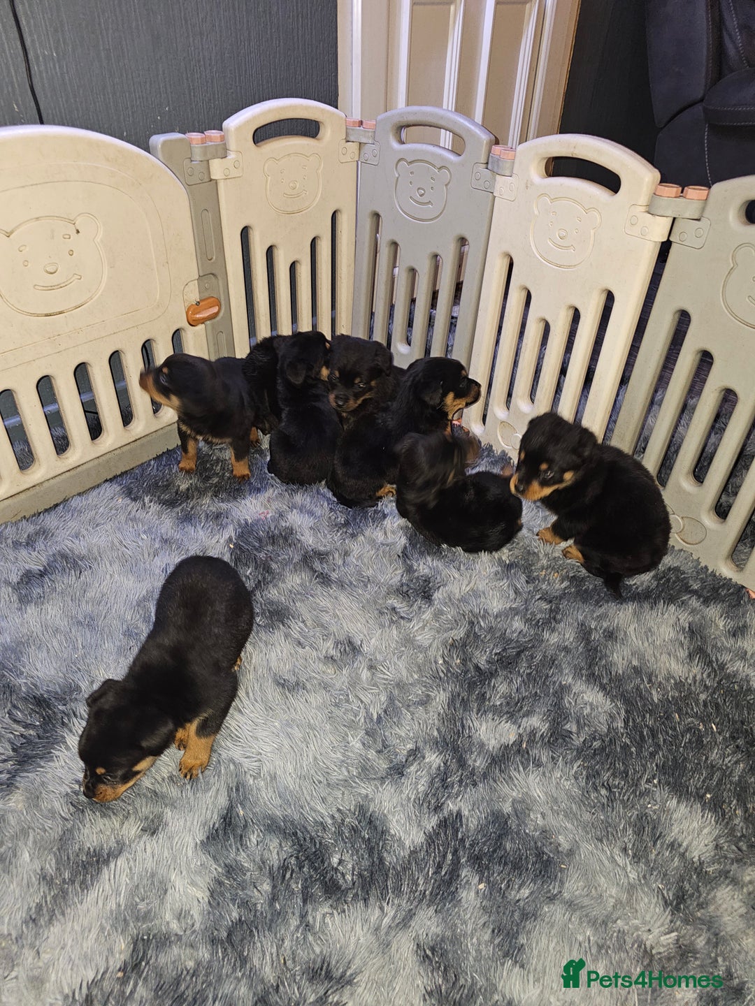 Rottweiler dogs for sale: Rottweiler puppy - Advert 9