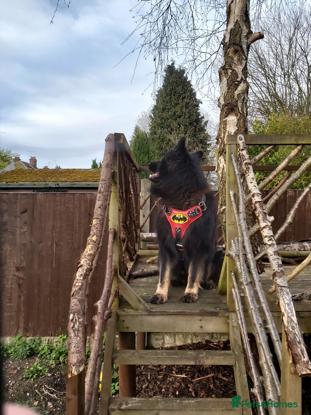 German Shepherd dogs for stud: Zeus  in Wolverhampton - Image 8