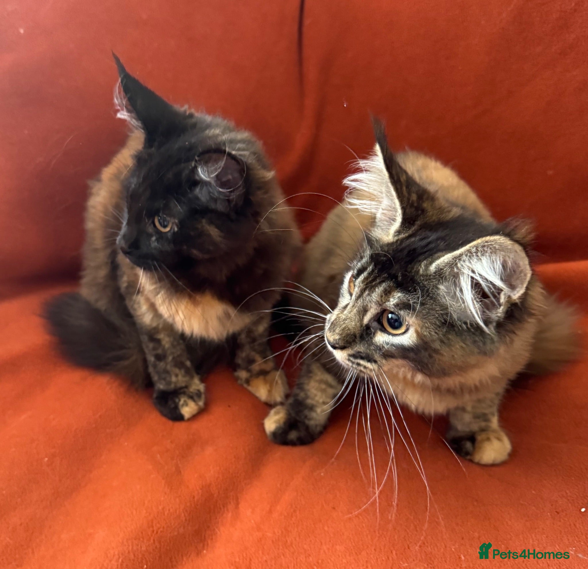 Maine Coon cats ONLY 2 LEFT GCCF PEDIGREE MAINECOON KITTENS - Advert 1
