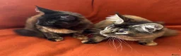 Maine Coon cats for sale: ONLY 2 LEFT GCCF PEDIGREE MAINECOON KITTENS - Advert 1