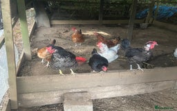 Mixed Breed birds for sale: 8 free hens - Image 3