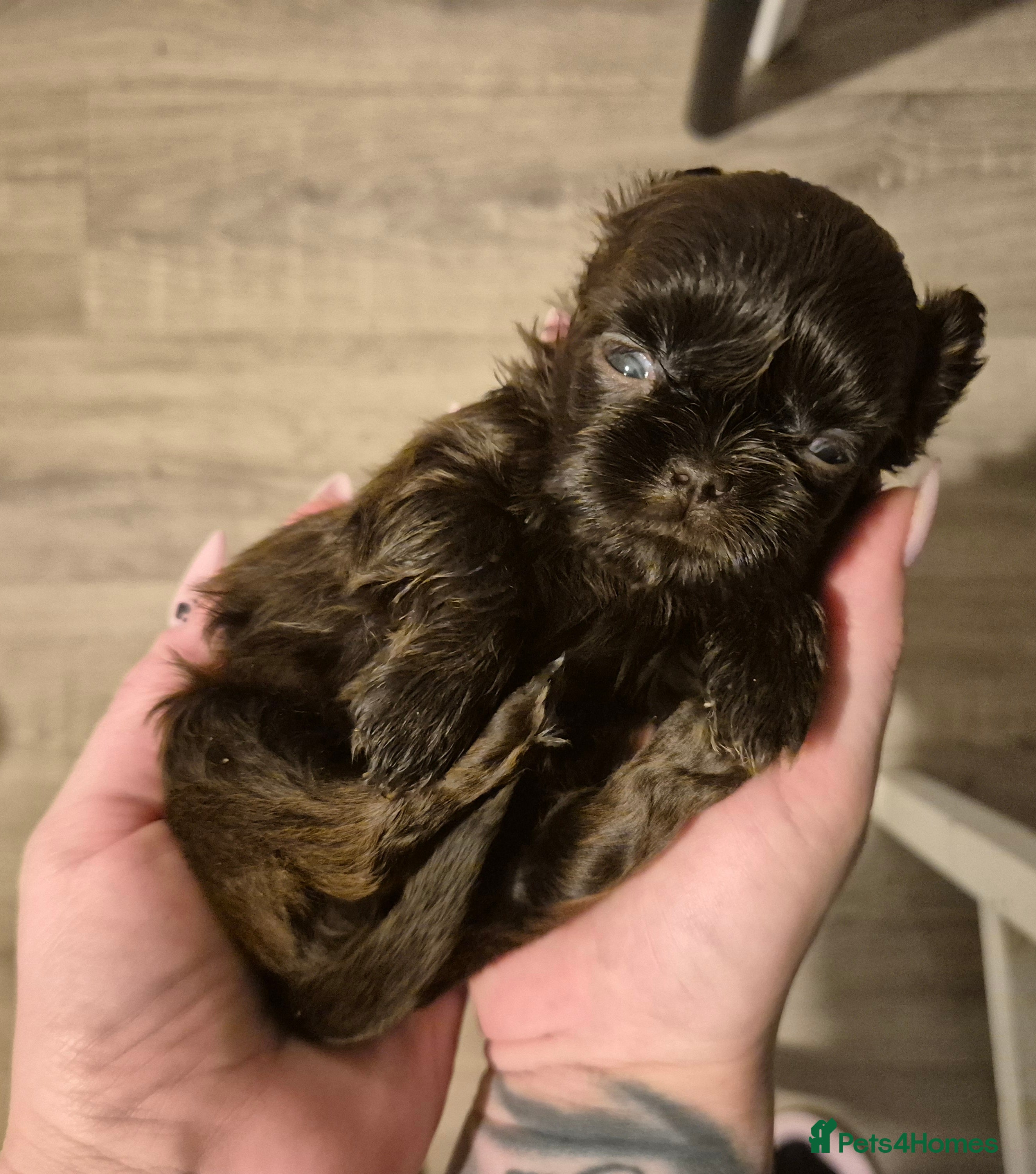 Shih Tzu dogs Beautiful Karashishi Imperial Shih Tzu Puppies  - Advert 5