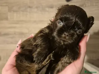 Shih Tzu dogs Beautiful Karashishi Imperial Shih Tzu Puppies - Advert 5