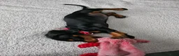 Dachshund dogs for sale: Minature dachshund £400 in Hailsham - Advert 2