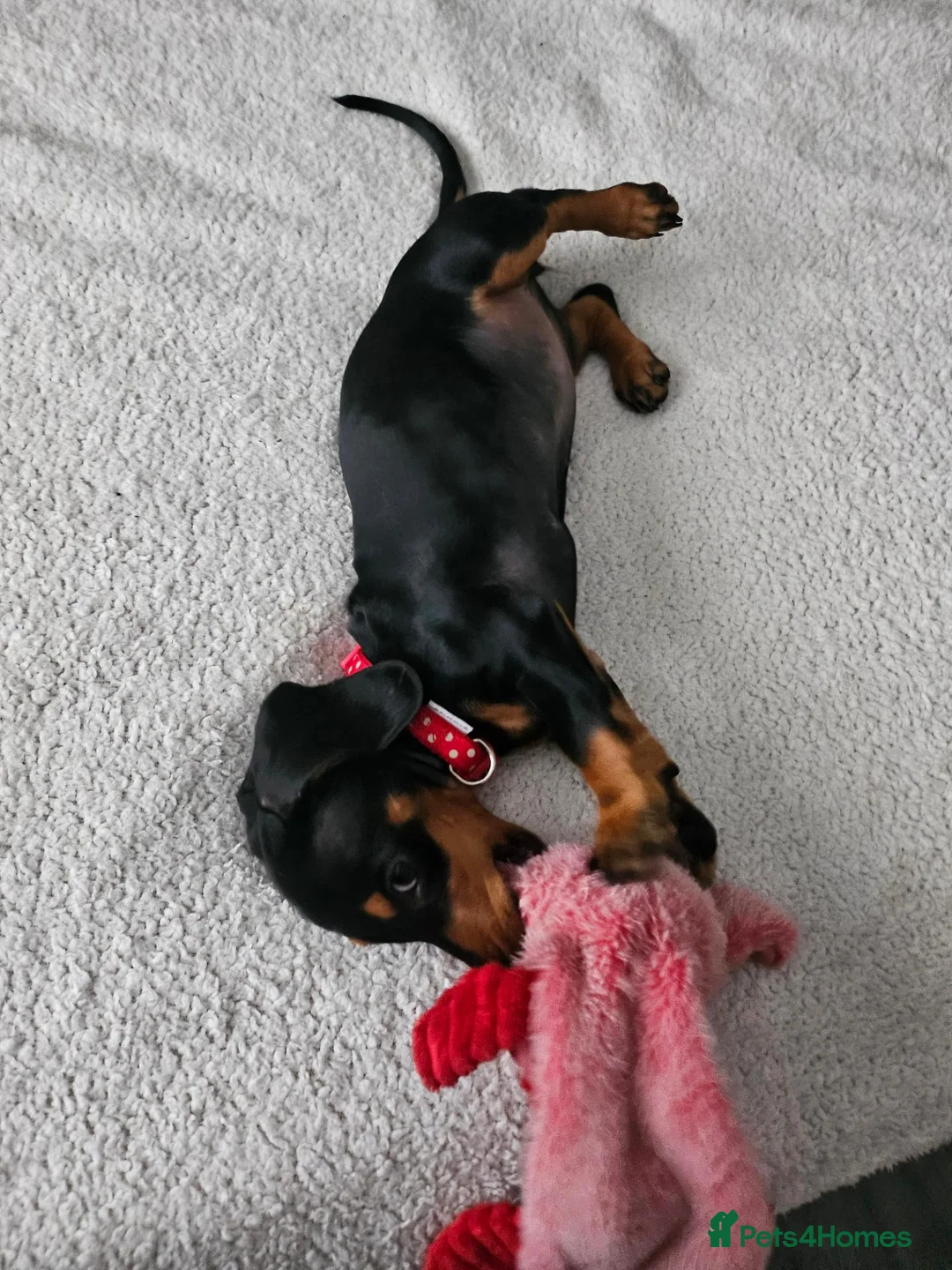 Dachshund dogs for sale: Minature dachshund £400 in Hailsham - Advert 2