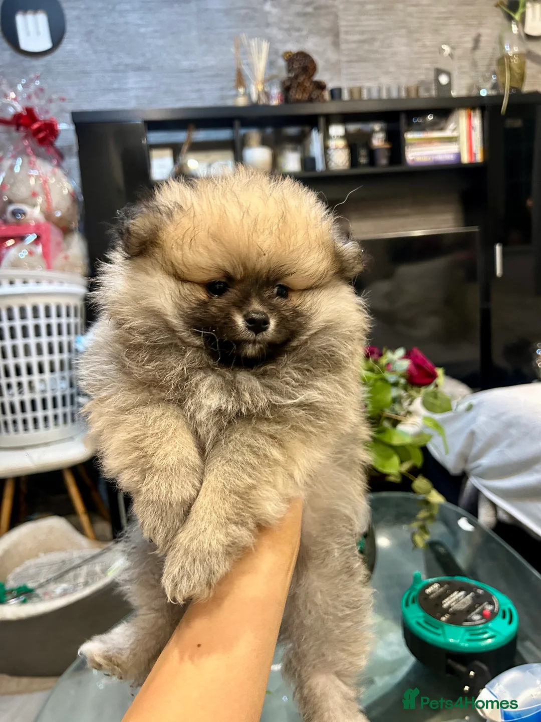 Pomeranian dogs for sale: 2 Pomeranian girls ready now  - Advert 9