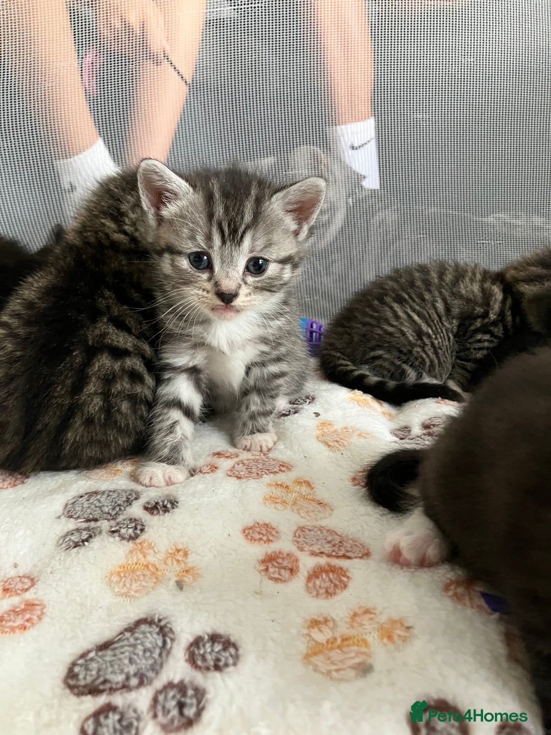 Russian Blue cats for sale: Beautiful Russian blue x kittens  - Image 3