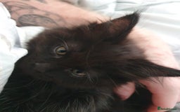 Maine Coon cats for sale: Maincoon x ragdoll  - Image 16