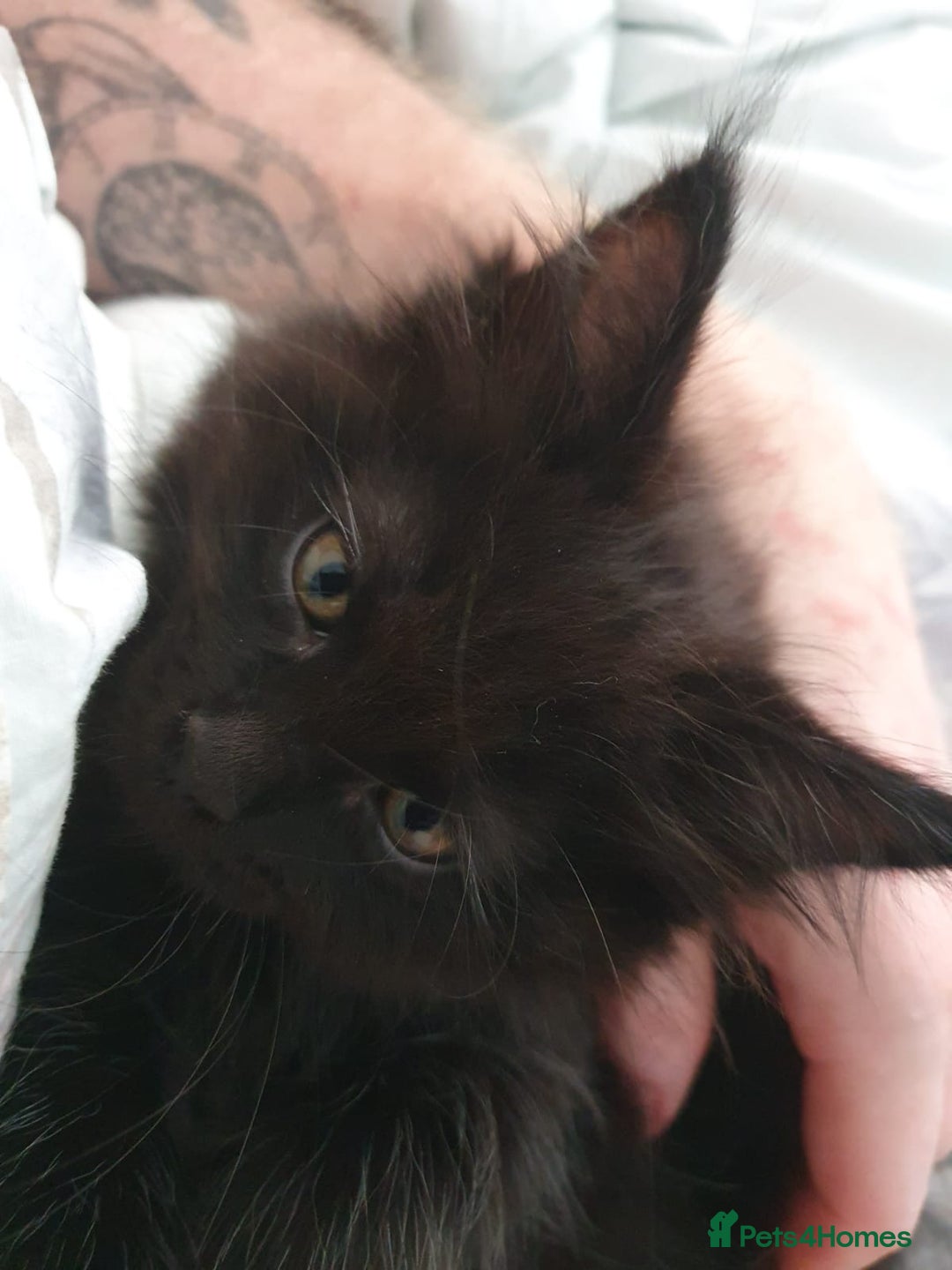 Maine Coon cats for sale: Maincoon x ragdoll  - Image 16