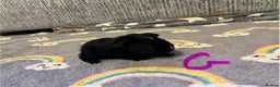 Guinea Pig rodents for sale: 🩷💙Girl and boy baby guinea pigs  - Advert 8