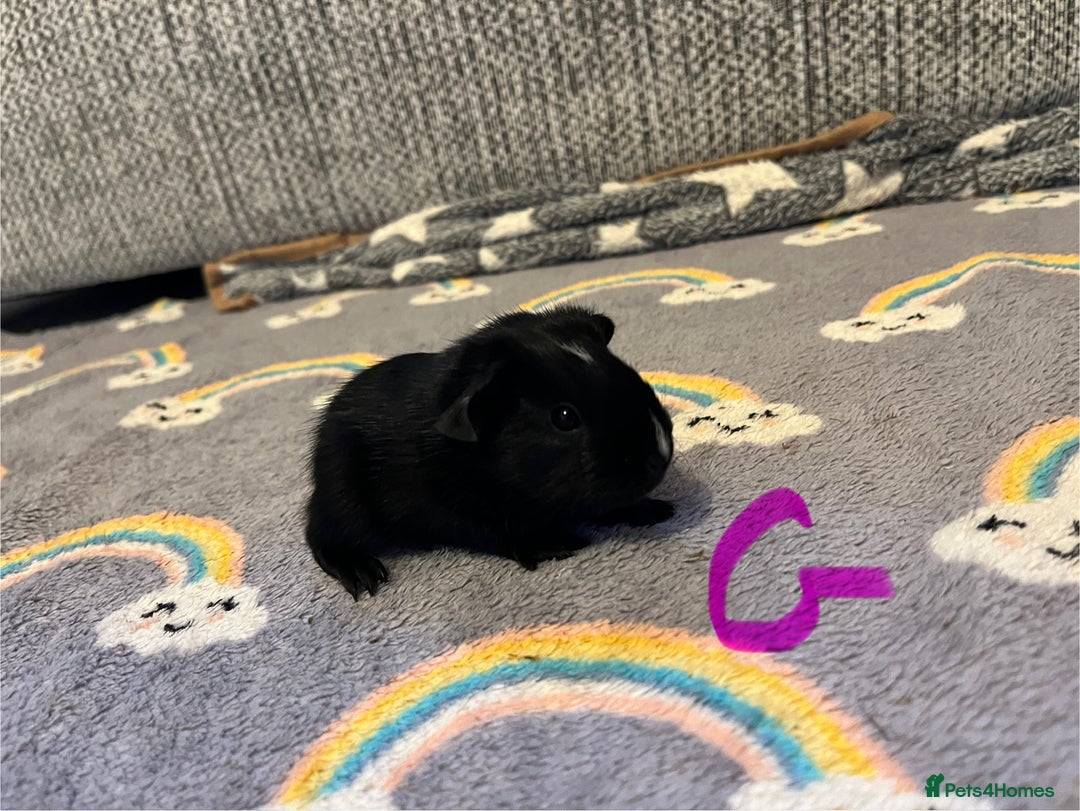 Guinea Pig rodents for sale: 🩷💙Girl and boy baby guinea pigs  - Advert 8