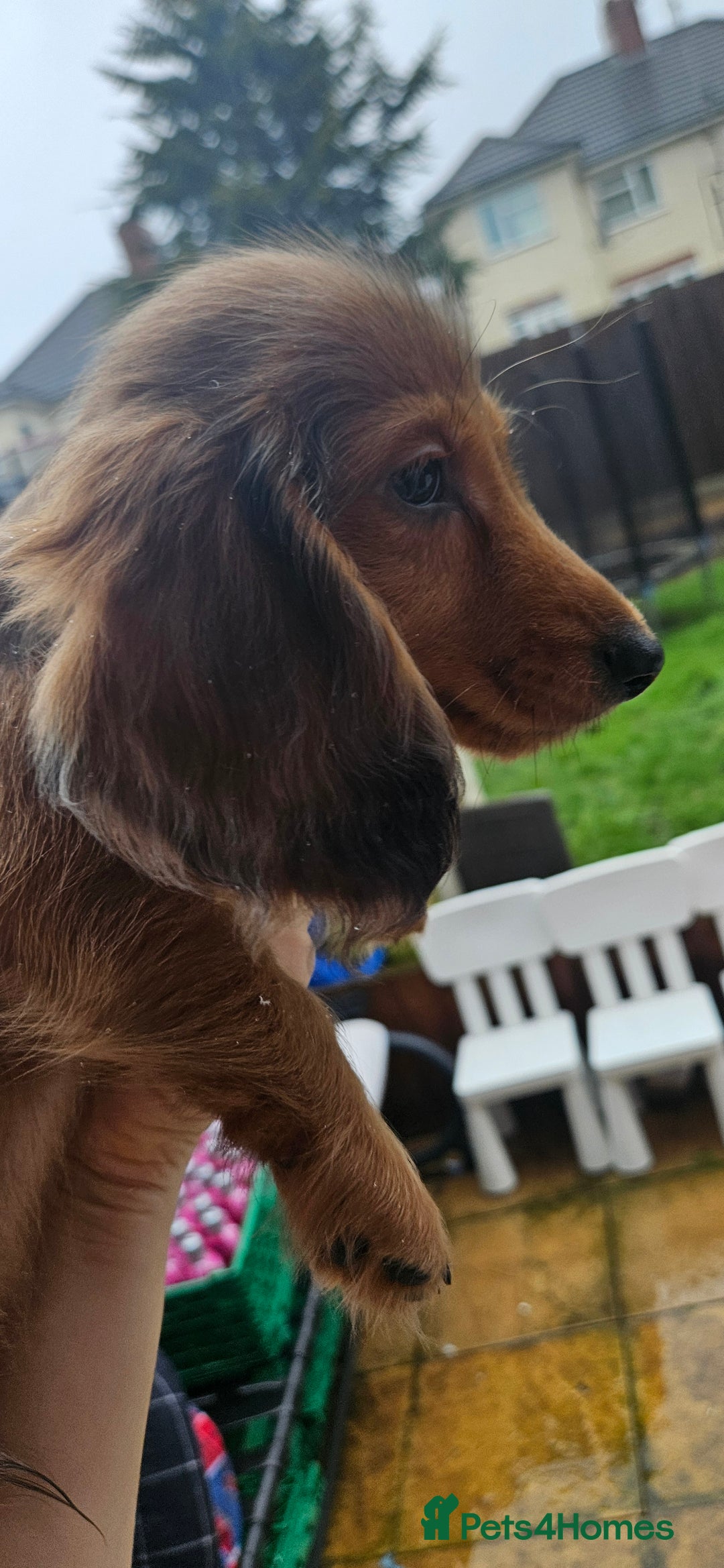 Miniature Dachshund dogs for sale: Ready now 🩵🩵🩵🩷 - Advert 40