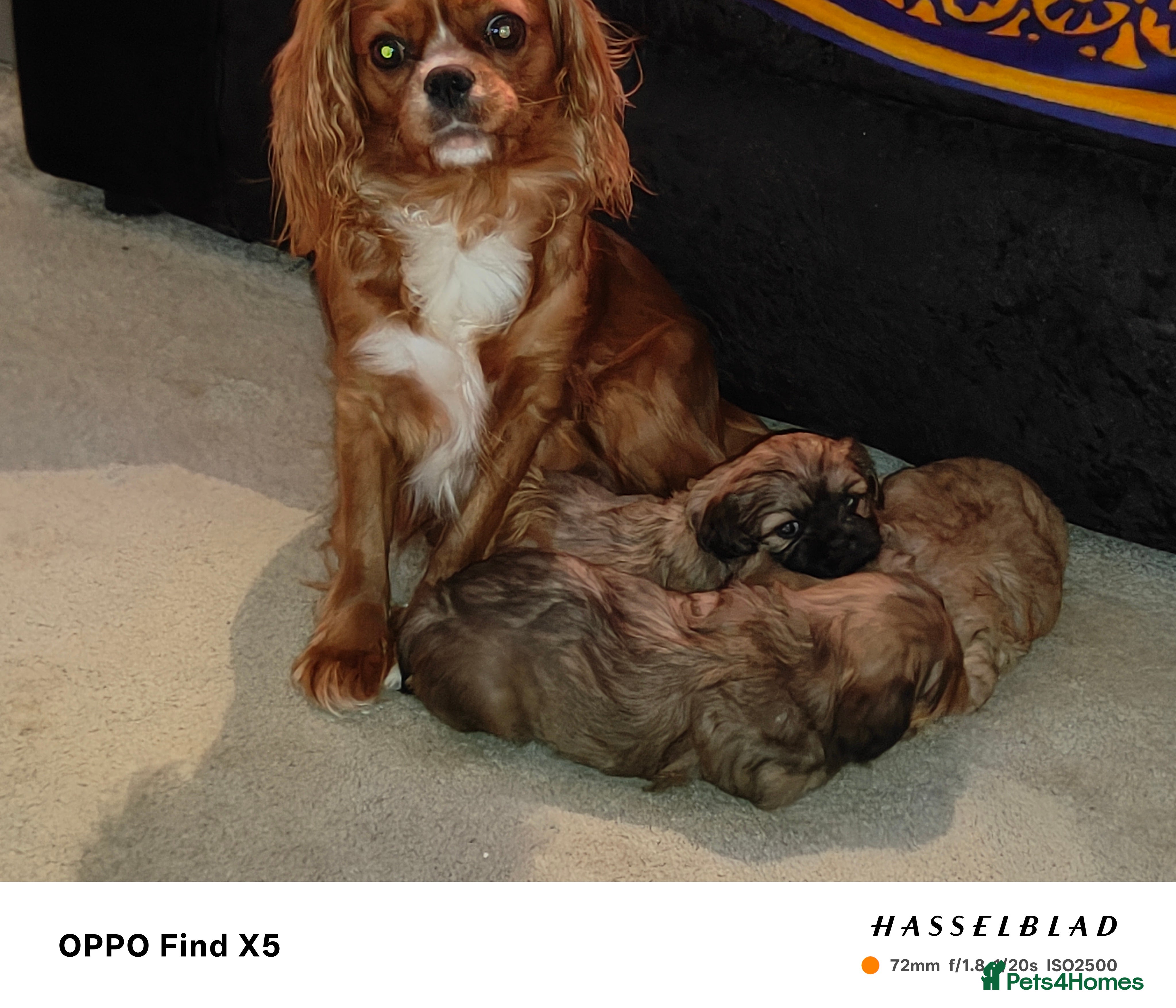 Cava Tzu dogs CAVA TZU FOR SALE - Advert 10