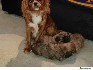 Cava Tzu dogs CAVA TZU FOR SALE - Advert 10