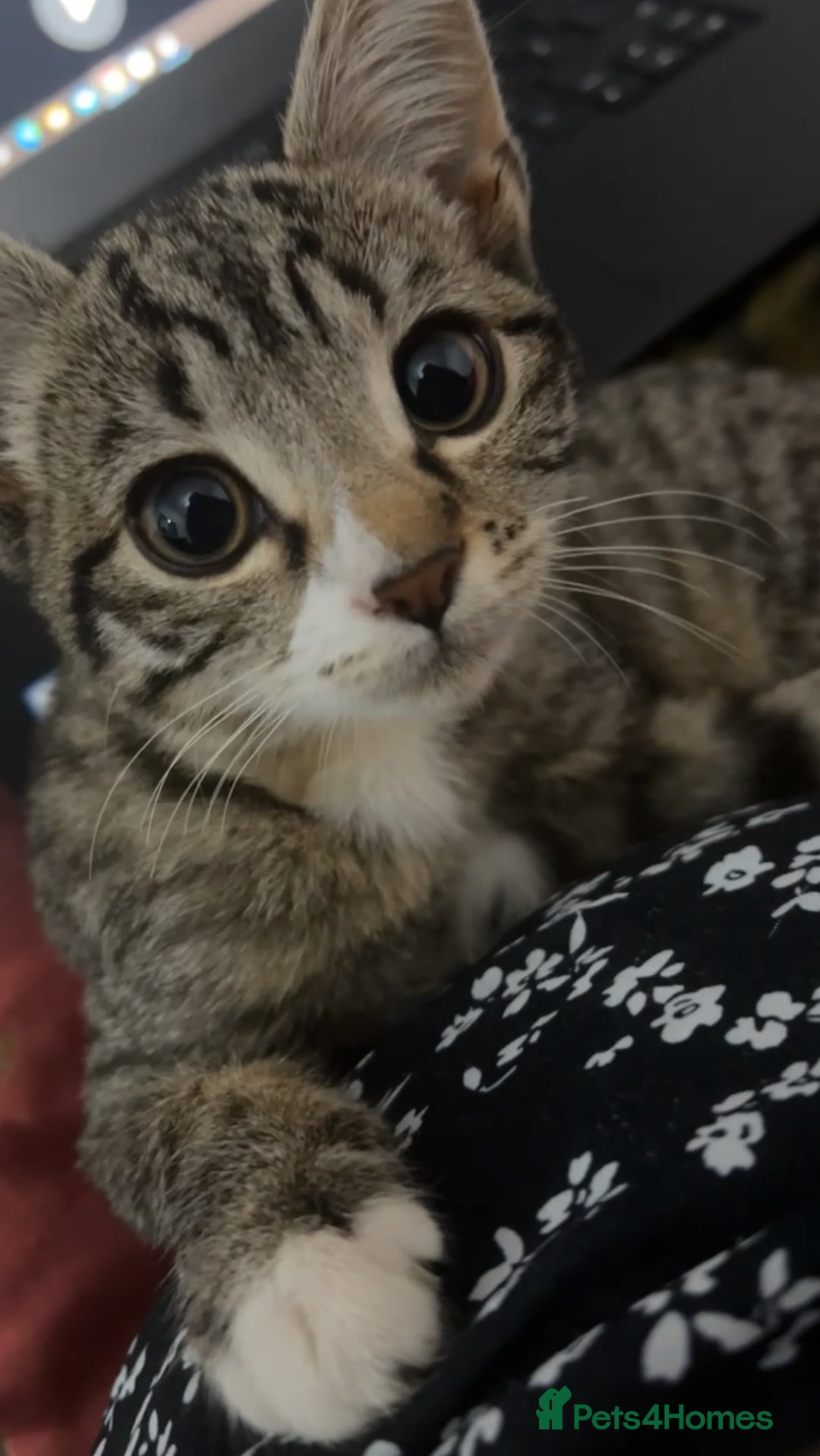 American Shorthair cats for sale: Tabby Cat for sale - Advert 2