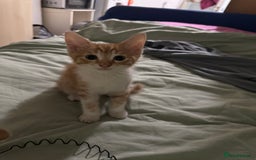 Mixed Breed cats for sale: Kittens for Sale - Advert 5