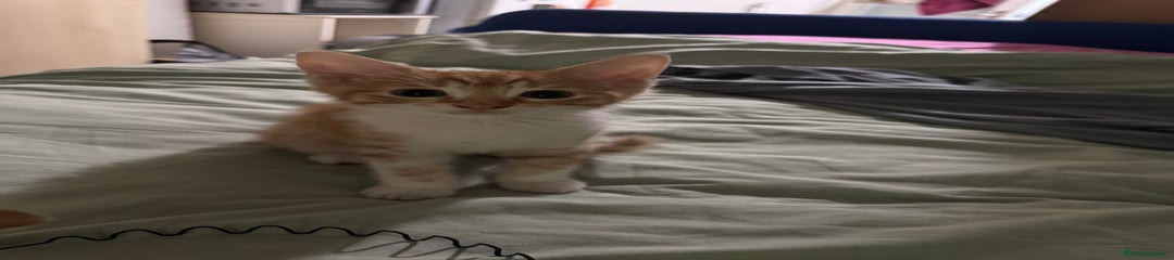 Ginger male kitten 2