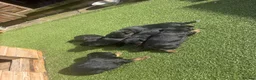 Patterdale Terrier dogs for sale: 🔥🔥ROSIE & BOBS LITTER🔥🔥 in Liverpool - Advert 13
