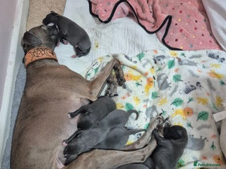 Whippet dogs 🐾 Stunning Blue Whippet Puppies - just £800!🐾 - Advert 1