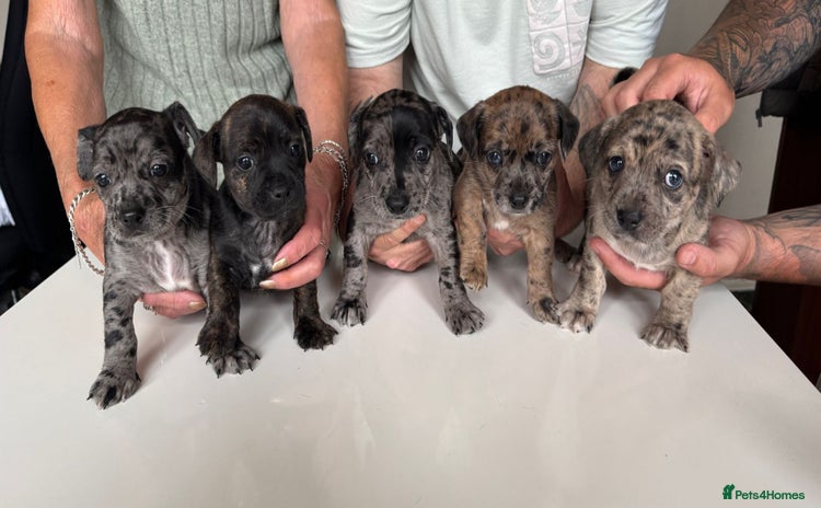 Mixed Breed dogs - Advert 10