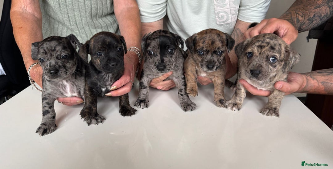 Mixed Breed dogs for sale: Jack Chi puppies - unique merle  - Image 1
