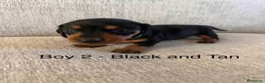 Miniature Dachshund Puppy 2