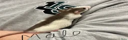Rat rodents for sale: Baby rats - Advert 15