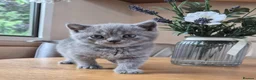 British Shorthair cats for sale: Purebred british shorthair kittens in Wigton - Advert 26