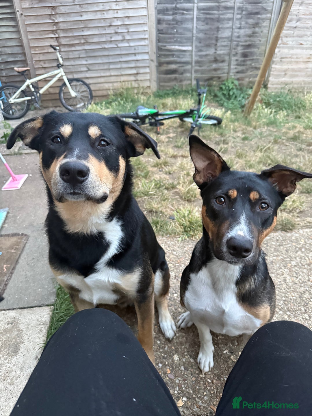 Mixed Breed dogs for sale: Our beautiful boy Koda💙 - Advert 9